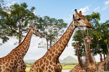 Group of giraffe ( Giraffa camelopardalis )  in well-fed zoo. By providing housing as it is in its natural state
