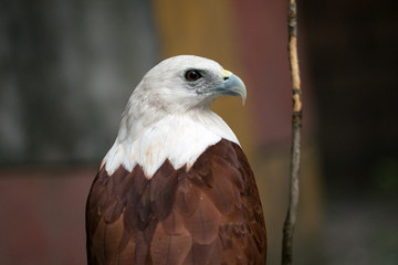 Philippines eagle in Pinatubo