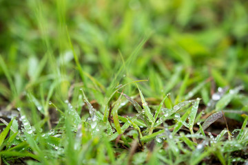 rain drop on the grass