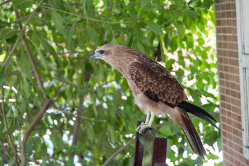 Philippines eagle in Pinatubo