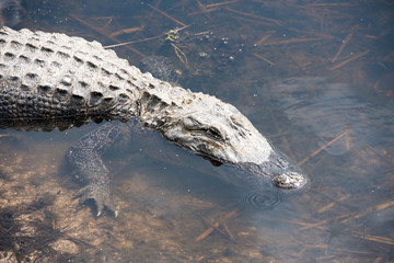 An alligator in the marshes of Texas waiting for an afternoon meal.