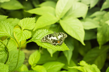 Beautiful Butterfly on Colorful Flower on green garden, Background nature