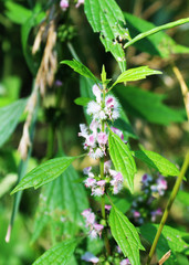 Puffy pink flowers