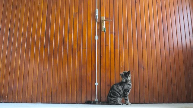 Kitten looking at hook under big wooden doors 4K