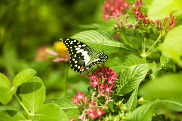 Beautiful Butterfly on Colorful Flower on green garden, Background nature