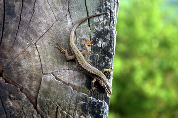 Lacertilia Σαύρα Gušteri Akkedis Lagarto Lizard Lucertola Lizards سحلية Ještěři トカゲ Lucertole Lagartos Echsen לטאות Hagedissen Jaszczurki Ящерицы Ödlor 蜥蜴 Thằn lằn Liskot 도마뱀아목 Մողեսներ छिपकली