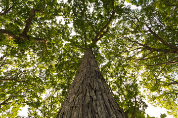 Fototapeta premium Tree climb