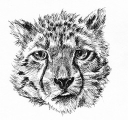 leopard baby head sketch hand drawn illustration