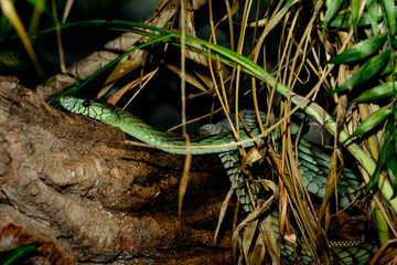 Western green mamba (Dendroaspis viridis), also known as the West African green mamba or Hallowell's green mamba