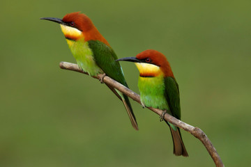 Chestnut-headed bee-eater (Merops leschenaulti) on breeding season at Khao Yai National Park, Thailand