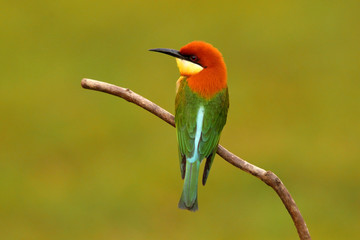 Chestnut-headed bee-eater (Merops leschenaulti) on breeding season at Khao Yai National Park, Thailand