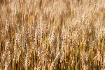 Spikes of ripe wheat.