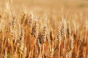 Spikes of ripe wheat.