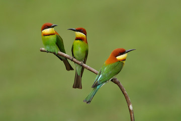 Chestnut-headed bee-eater (Merops leschenaulti) on breeding season at Khao Yai National Park, Thailand