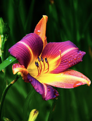 Purple and yellow flower with water drops