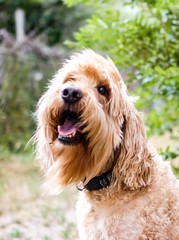GoldenDoodle