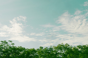 green tree and blue sky background