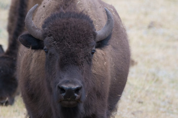 Yellowstone bison face