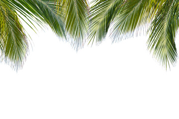 Fototapeta premium Coconut leaves on a white background clipping path.