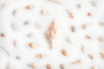 sea shells on a white background. top view