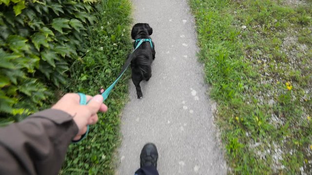 Personal view of walking cute black dog outside 4K