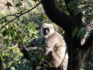 Obraz premium Langoor