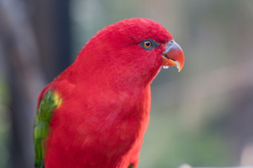 Red Lory in the sun