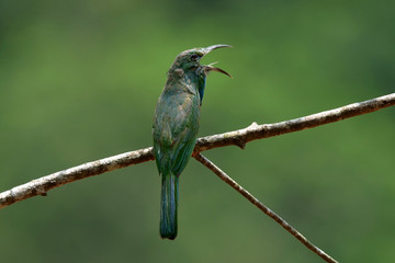blue-bearded bee-eater (Nyctyornis athertoni) on breeding season in Khao Yai National Park, Thailand