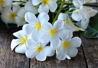 white plumeria frangipani on wooden background
