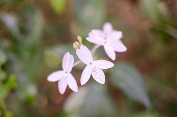 Fototapeta na wymiar flower in the forest