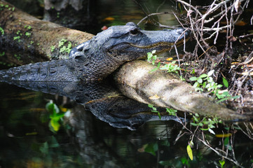 Alligator in the Swamps