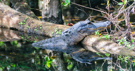 Alligator in the Swamps