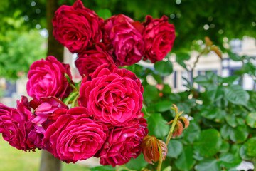Close up beautiful large red roses in the garden , France