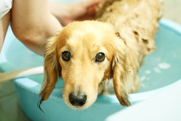 犬を乾かす