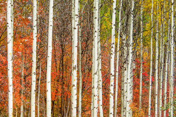 Autumn colors in Utah Forest