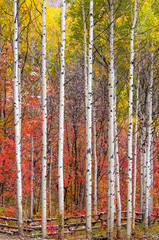 Fototapety  Jesienne kolory w lesie Utah