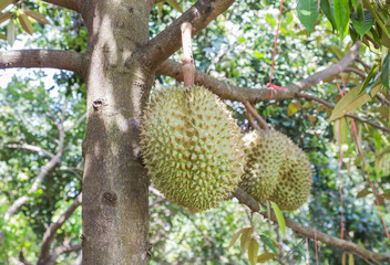 Durian (Durio zibethinus) king of tropical fruits hanging on brunch tree in the garden   