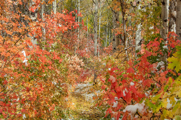 Forest with brilliant fall colors