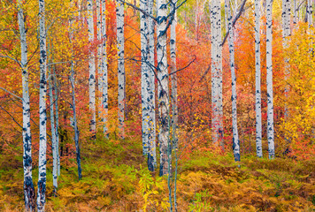 Forest with brilliant fall colors