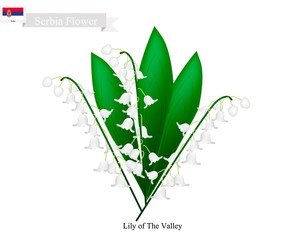 Lily of The Valley, The National Flower of Serbia