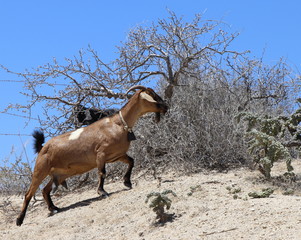 Cabo san Lucas goat