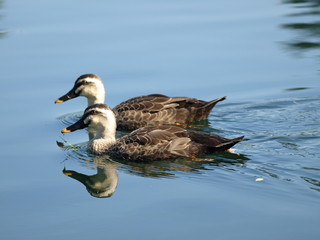 愛らしいカルガモのペア