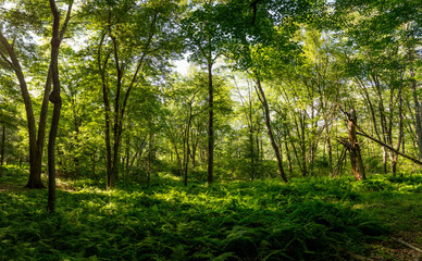 Fototapete bei efototapeten.de bestellen   