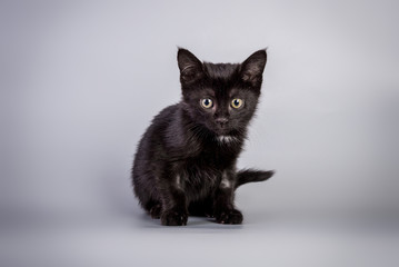 Black kitten sitting on grey background