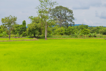 Fototapeta na wymiar Paddy fields,thailand