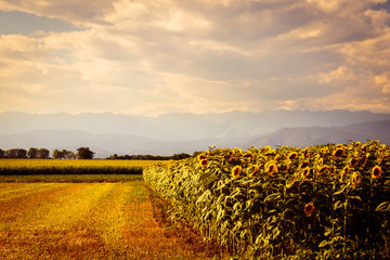 sunflowers field in a summer day