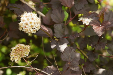 Bright flowers with multi-colored petals and green leaves