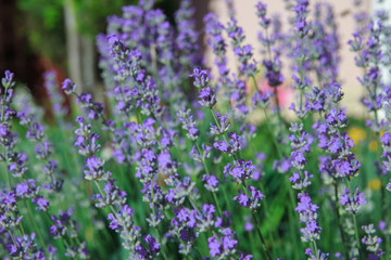 Fototapeta premium Lawendowe pole w lecie