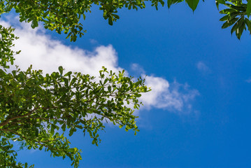 Sky above the trees in the forest