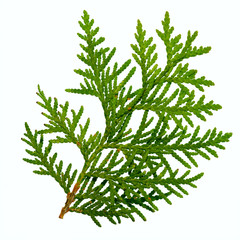 thuja branch isolated on white background - 163426434